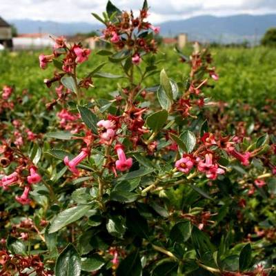 ESCALLONIA MACRANTHA RUBRA